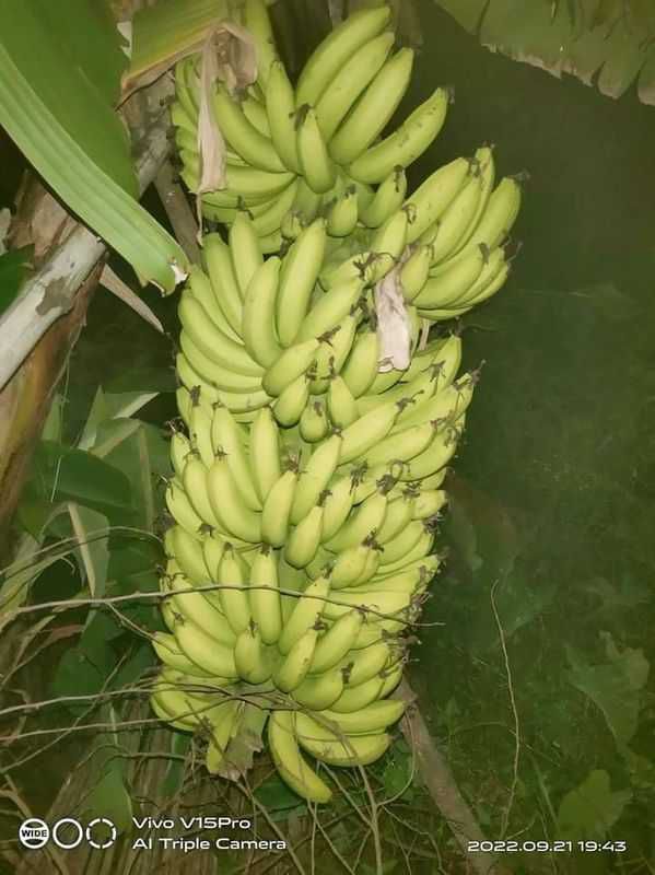 Banana for sell