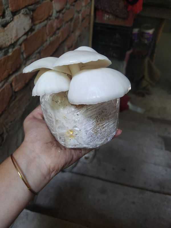 Wester mushroom