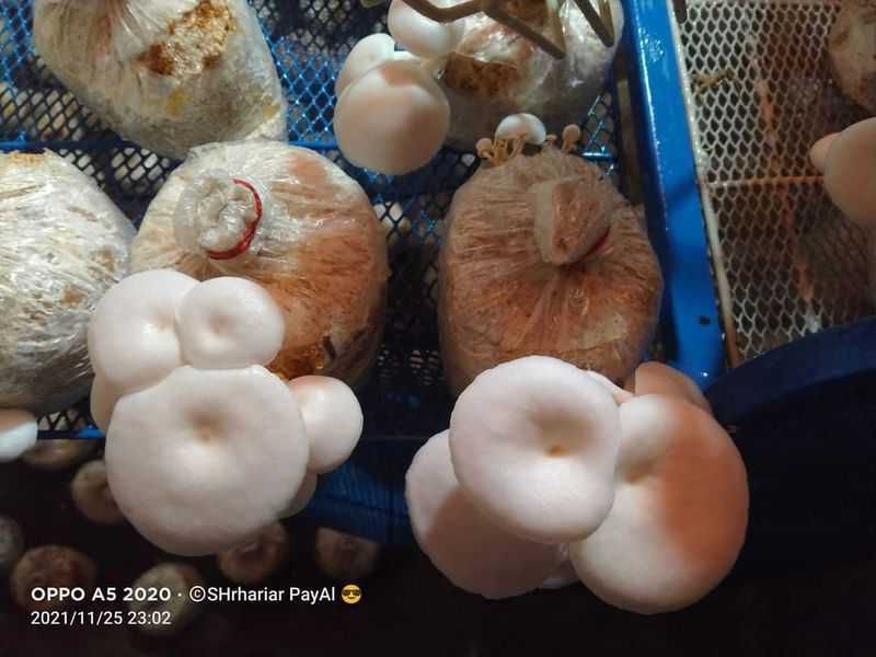 oyster mushroom (ওয়েস্টার মাশরুম)