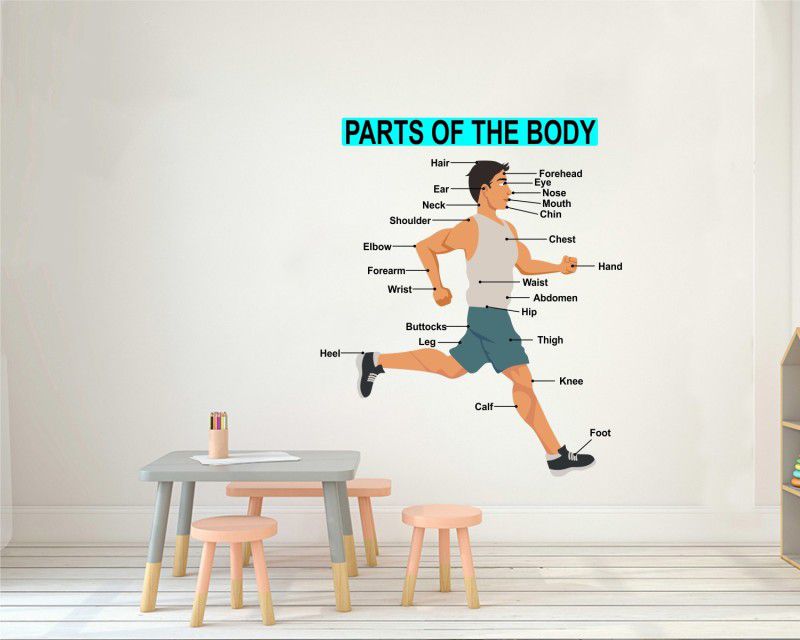 Decal O Decal ' Parts of the Human Body for Kids Learning ' Kids Nursery Wall Stickers