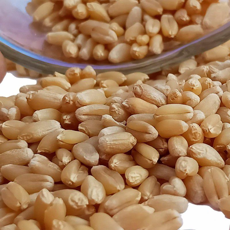 NIMYANK Fresh from Village Farms | No Mixture | No Preservatives | | Genhu | Sabut Gehoo Deshi Wheat Whole Premium Sortex Clean Organic Wheat Sharbati Whole Wheat Whole Wheat  (5 kg)
