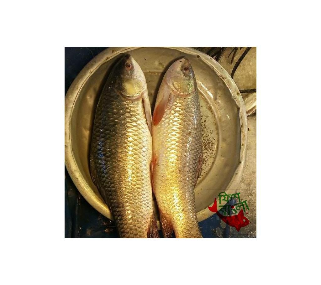 River rui fish 3kg