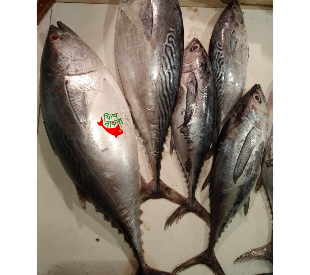 Tuna fish 4kg