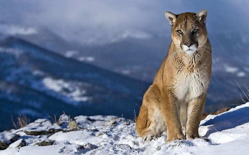 Mountain Lion King Power Mountain Snow Wild Life Photo Of Animal Matte Finish Poster Photographic Paper  (12 inch X 18 inch)