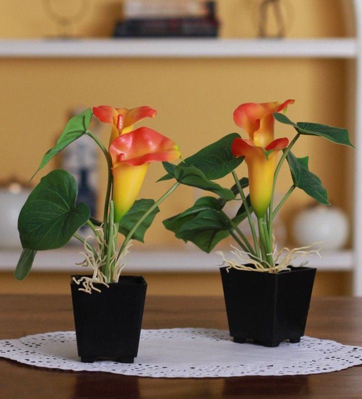FOURWALLS Artificial Real Touch Calla Lilies in a Melamine Vase (18 cm, Orange, Set of 2) Bonsai Artificial Plant with Pot  (20 cm, Orange)