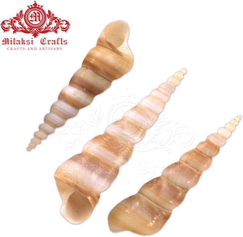 Mitaksi crafts Sea shell || Rameswaram|| Aquarium||Gopuram|| Auger shell||Cinguloterebra commaculata||Vase filler||Sea shells||Fish tank filler ||Pack of 250 g Vase Filler  (Sea shell)