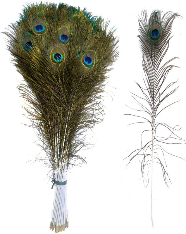 Peacock master Pack of 5 Decorative Feathers  (15-20 Peacock Feather)