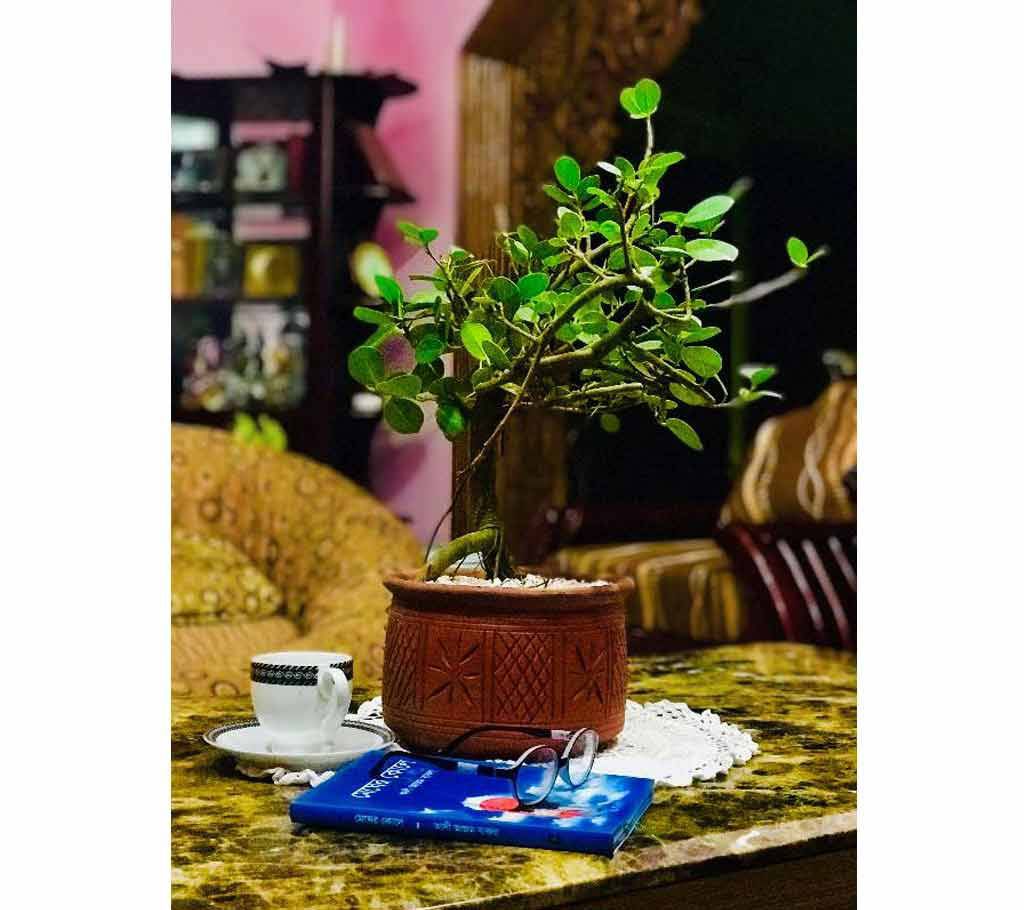 5 yrs age bonsai tree with top