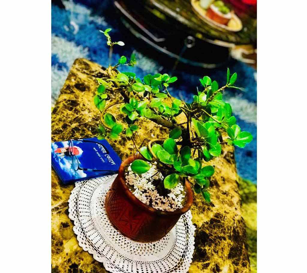 5 yrs age bonsai tree with top