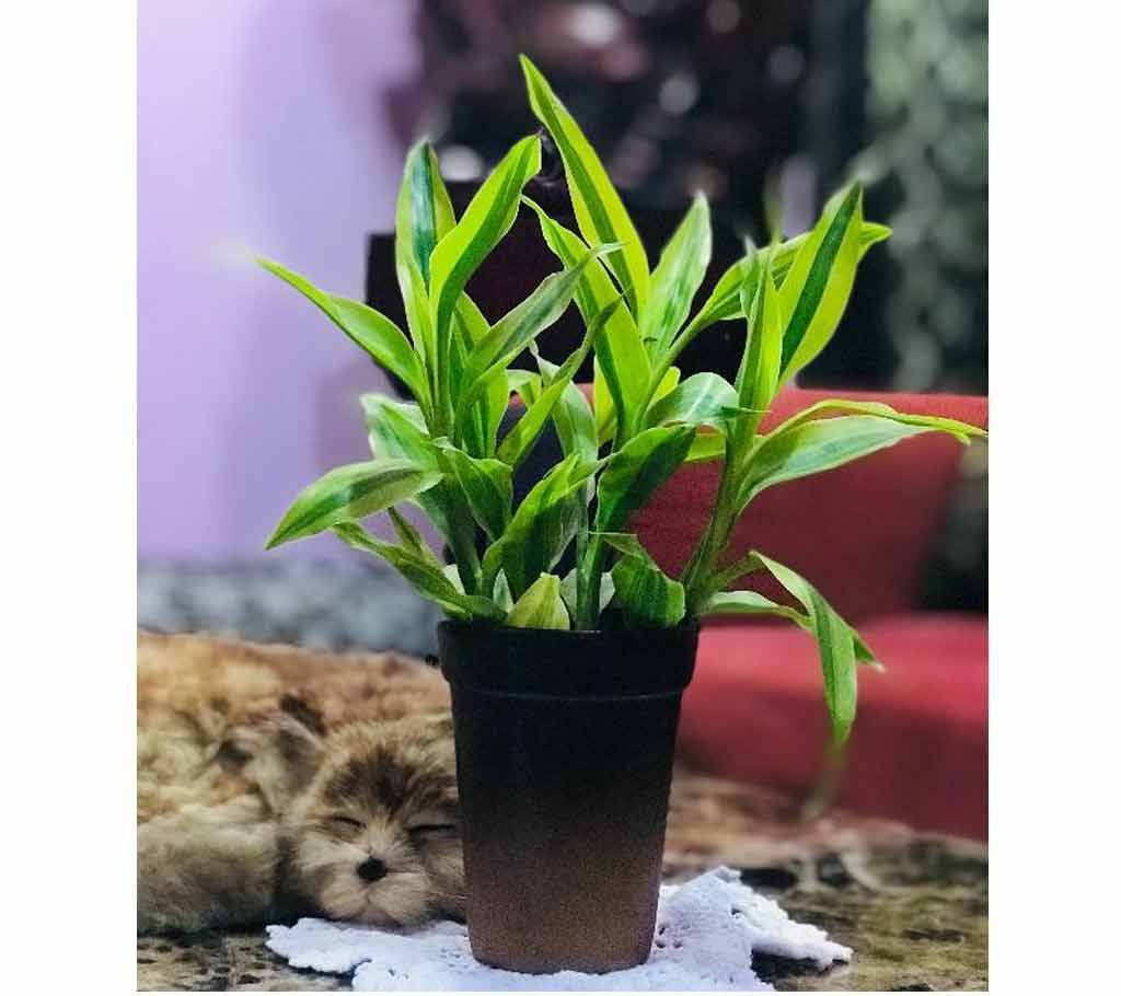 Dracena plant with ceramic top