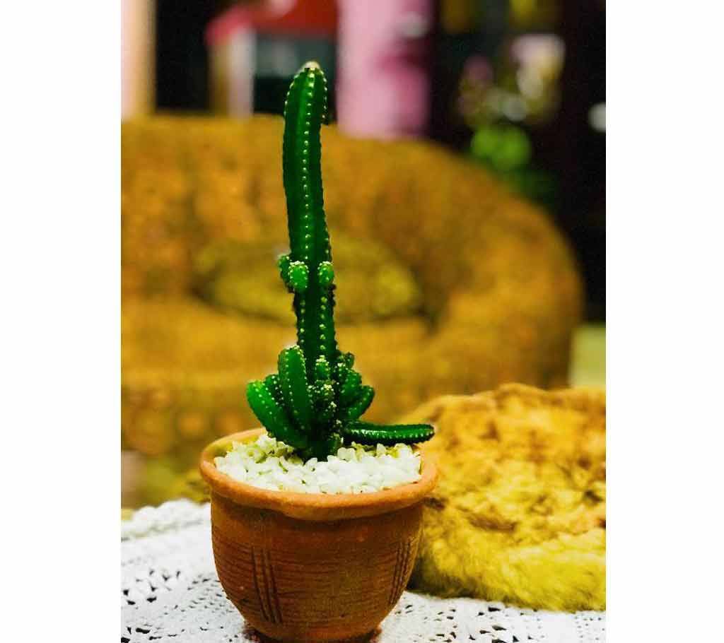 Cactus with clay top