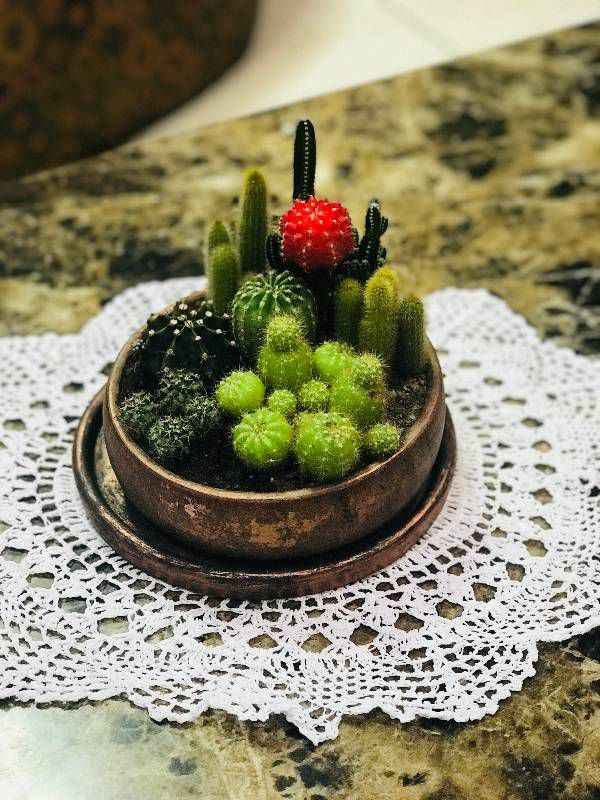 Round jar of 8 cactus