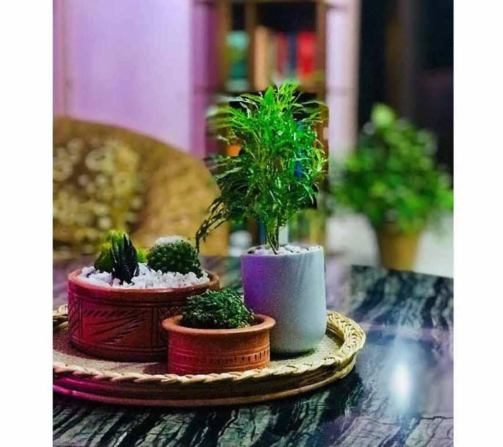 3 different combo clay pot with plants