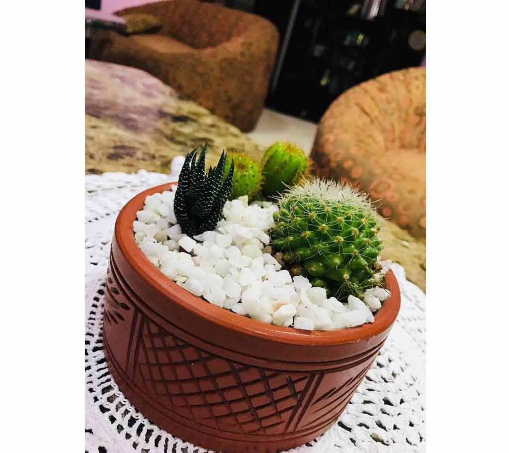 3 different cactus clay pot 