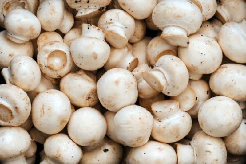 PLANTZON Mushroom Herb Seed  (45 per packet)