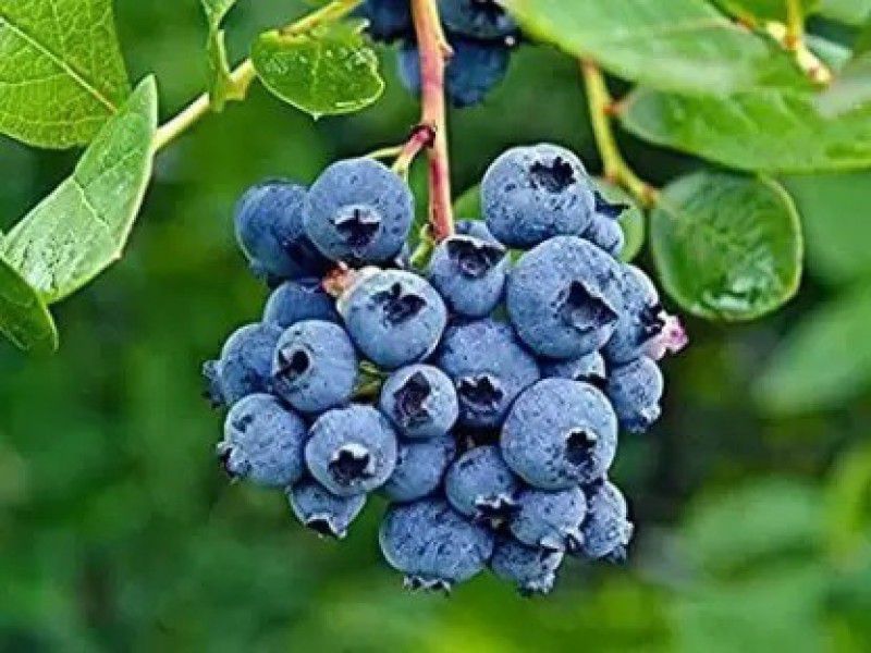 Aro Blueberry, Blueberries Seed  (21 per packet)