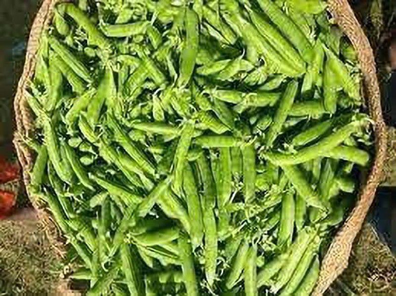 KANAYA Winter Season Premium 100% Germination Hybrid Organic Peas (Matar) Seeds Seed  (650 per packet)