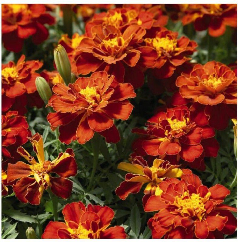 Mozette Marigold red flower Seed  (25 per packet)
