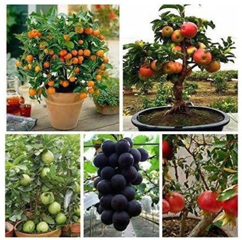 DIOART ™Dwarf Orange Seeds Fruit Seeds For Organic Farming Fruit Seeds Garden Pack-421 Seed  (50 per packet)