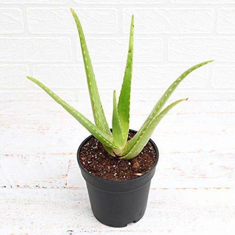 greengrow Aloe Vera Plant  (Pack of 1)