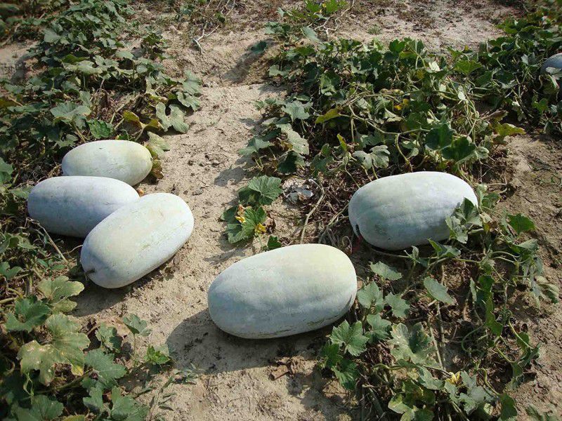 Aywal Ash Gourd Hybrid Seed  (42 per packet)