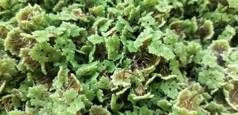 Fastfeed Azolla Seed  (25 per packet)
