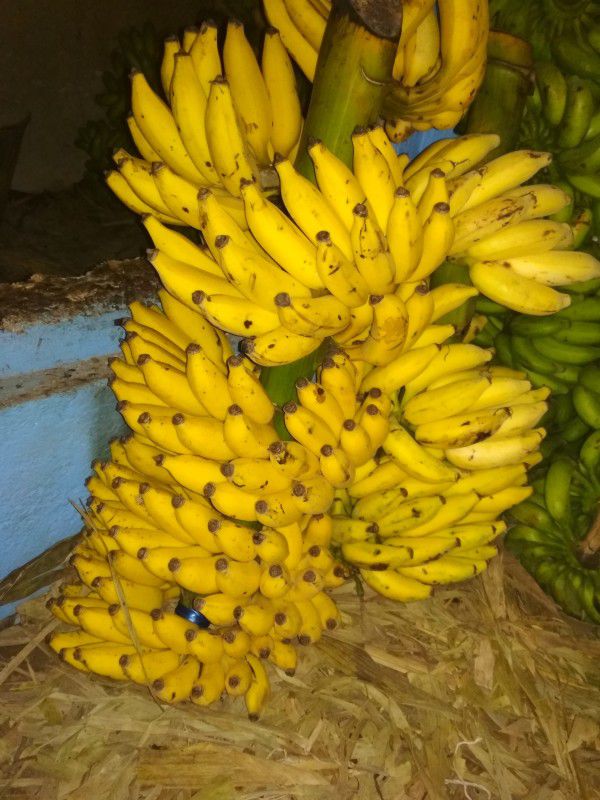 s.b.green Banana Plant  (Hybrid, Pack of 1)