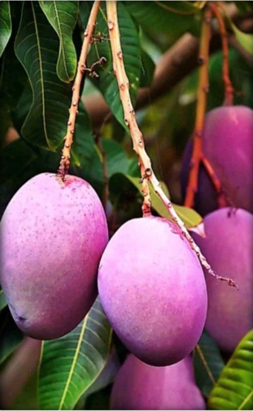 Fulmala Nursery Mango Plant  (Hybrid, Pack of 1)