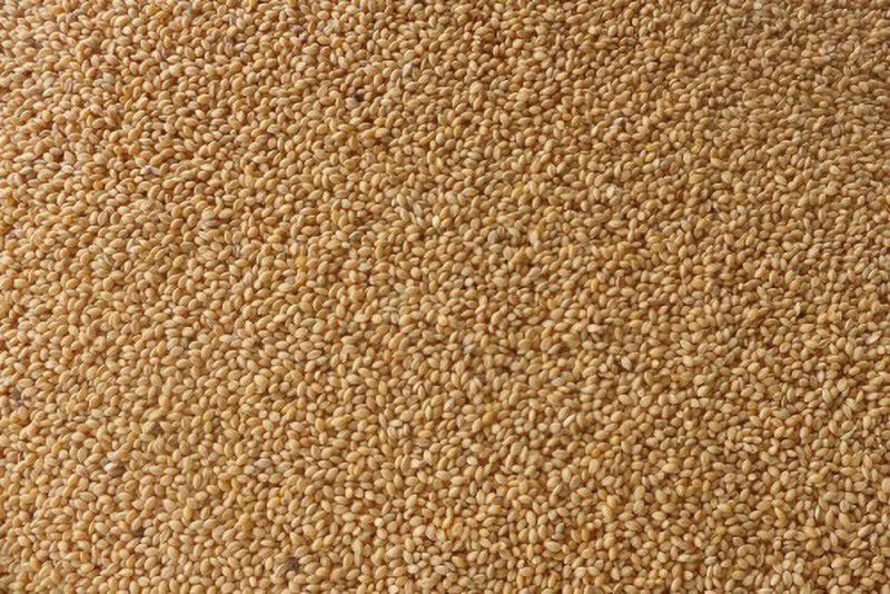 varsha traders Organic Natural Foxtail Millets Seeds / Kaon / kang / kakum / navane / kanghum / kangni / Tenai / Korra / Italian millet Seed (1 Kg) Seed  (1 per packet)