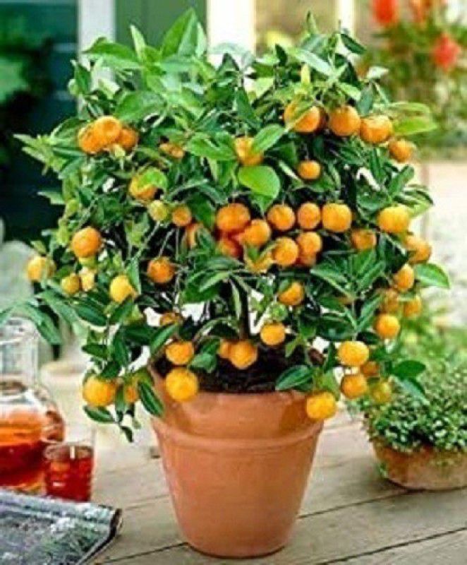 DIOART ™Dwarf Orange Seeds Fruit Seeds For Organic Farming Fruit Seeds Garden Pack-907 Seed  (100 per packet)