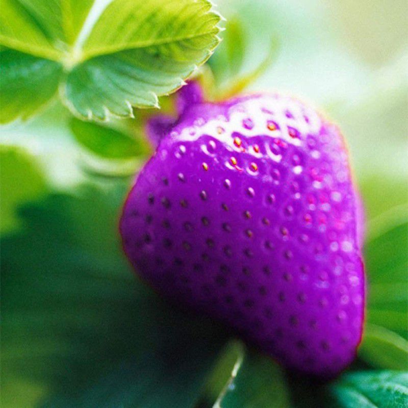 WILLVINE Organic Beauty Purple Strawberry Fruit Climbing Seeds Seed  (100 per packet)