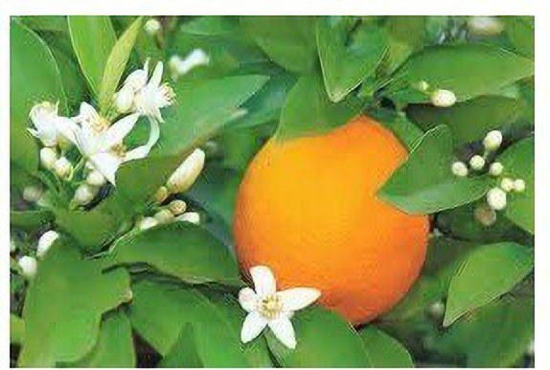 DIOART ™Dwarf Orange Seeds Fruit Seeds For Organic Farming Fruit Seeds Garden Pack-584 Seed  (25 per packet)