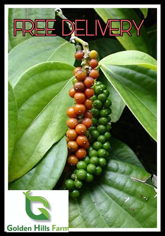 EVY Black Pepper Plant  (Hybrid, Pack of 1)