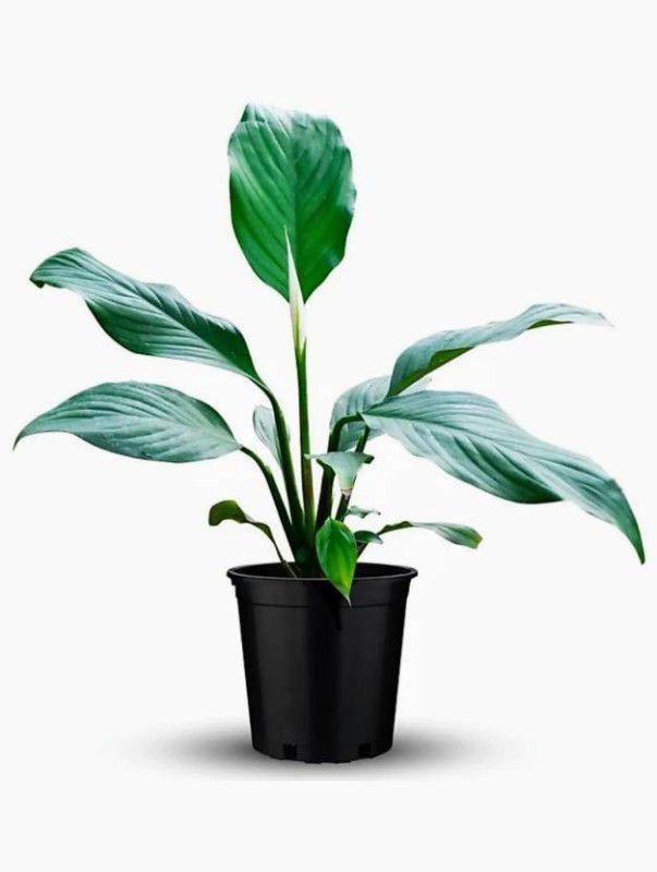 Nature House Peace Lily Plant  (Pack of 1)