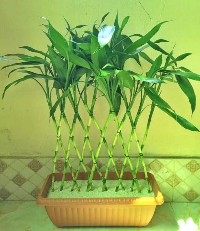 Indoor Plants lucky Bamboo