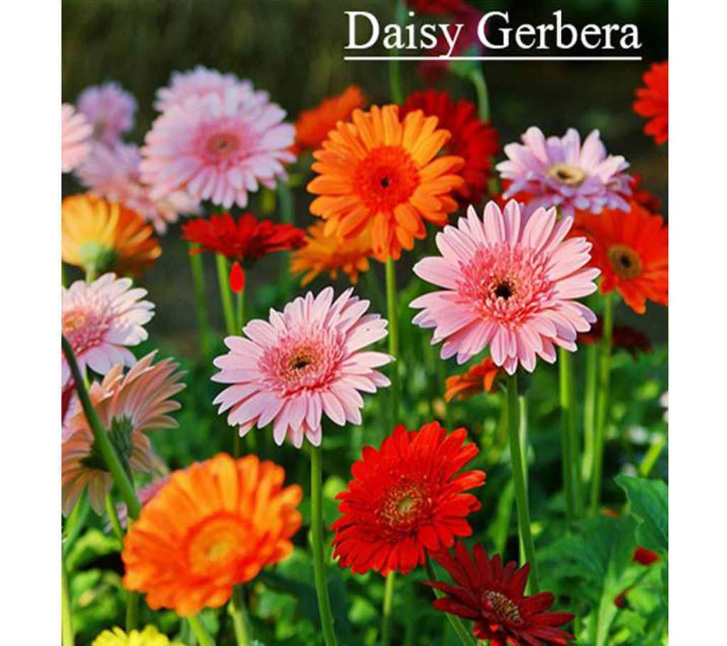 Daisy Gerbera Flower Seed