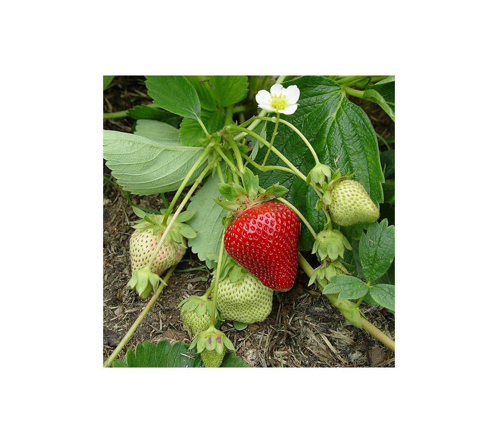 Strawberry Seed