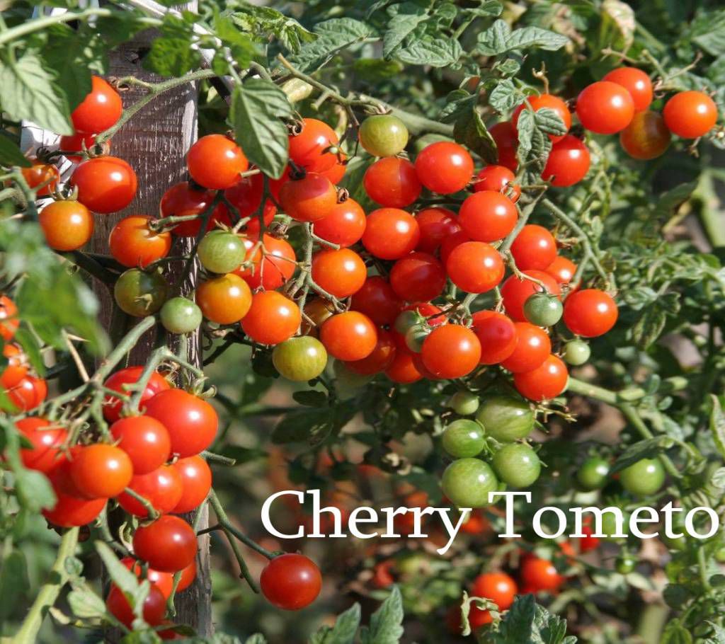 Cherry Tomato Seeds
