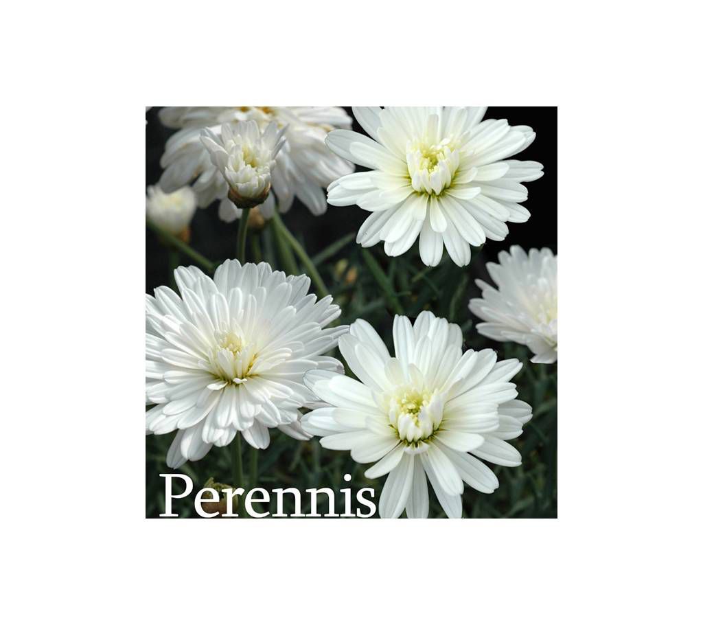 Prensis Flower Seed
