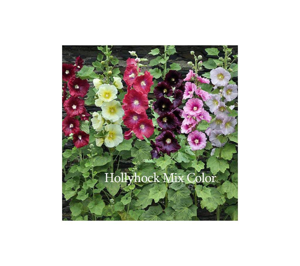 Hollyhok Flower Seed