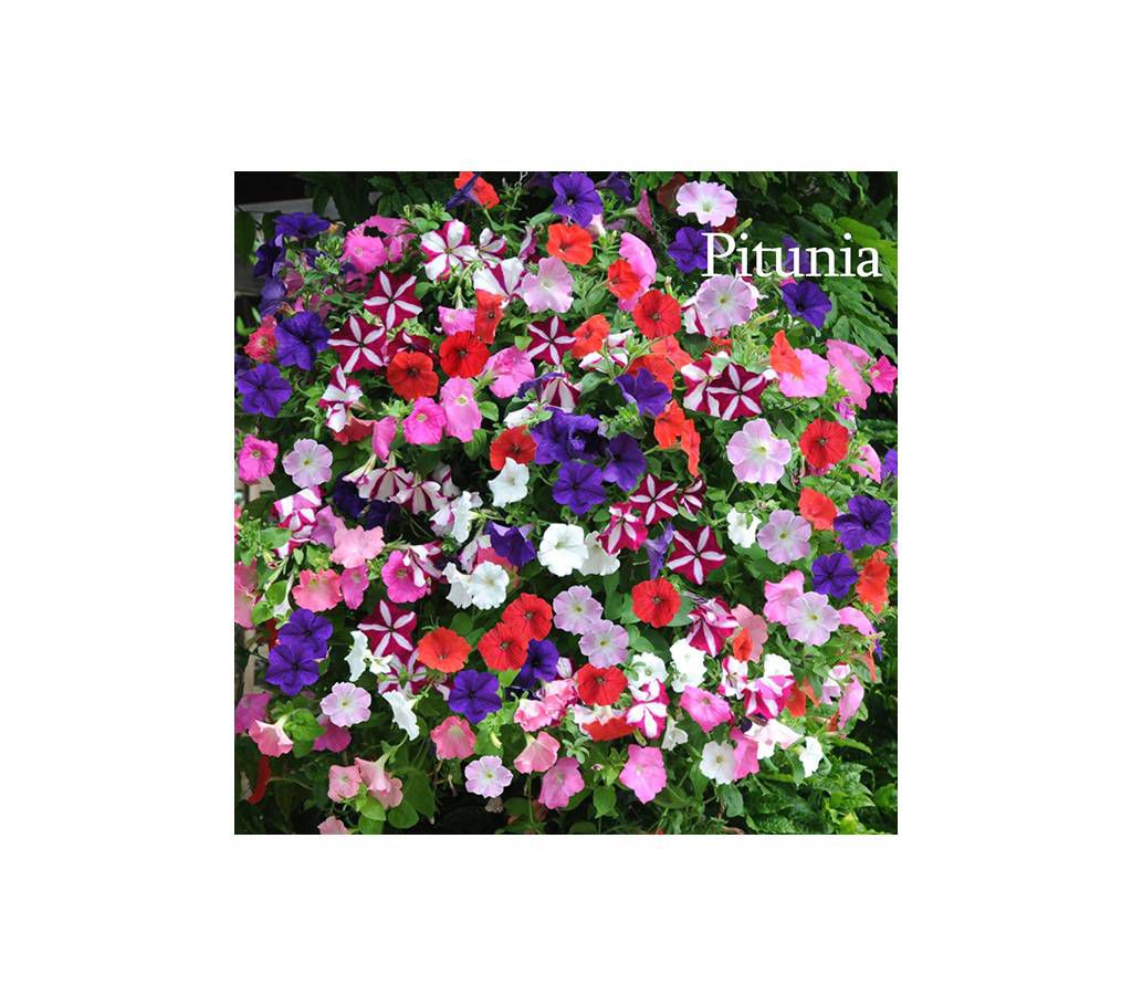 Pitunia Flower Seed