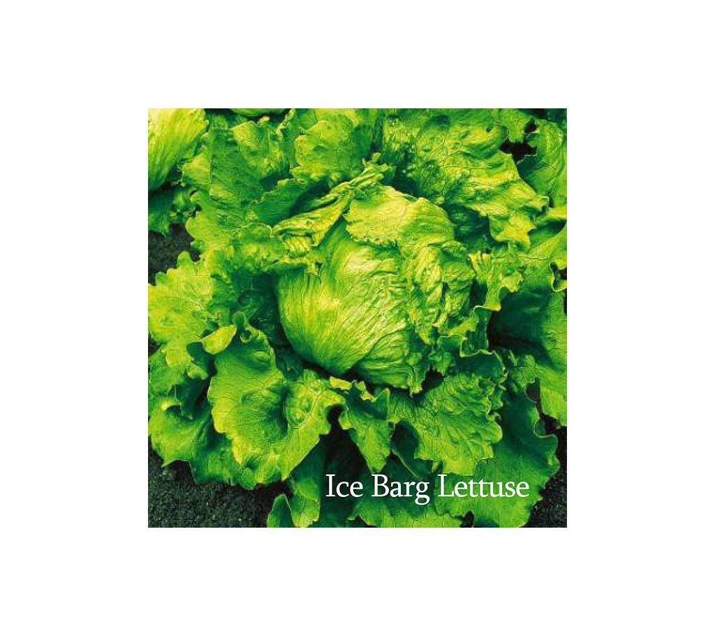 Ice Burg Lettuce Seed