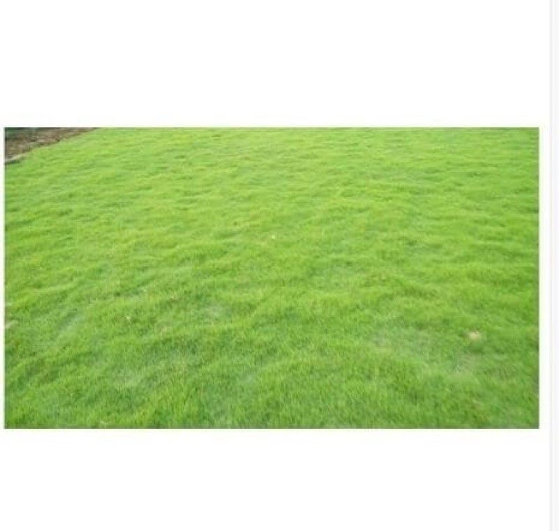 PMB Exotic lawngrass Seed  (32 per packet)