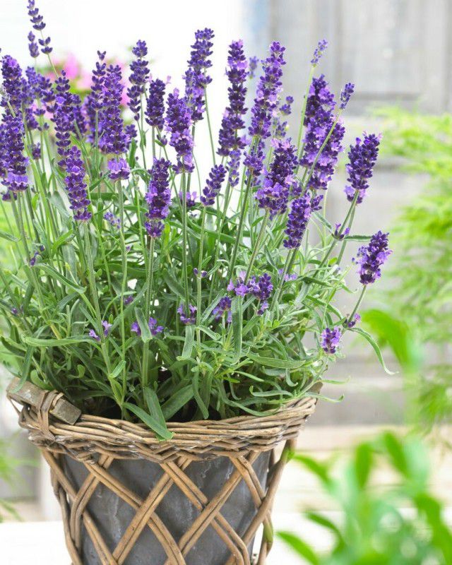 PMB Organic lavender herb Seed  (32 per packet)