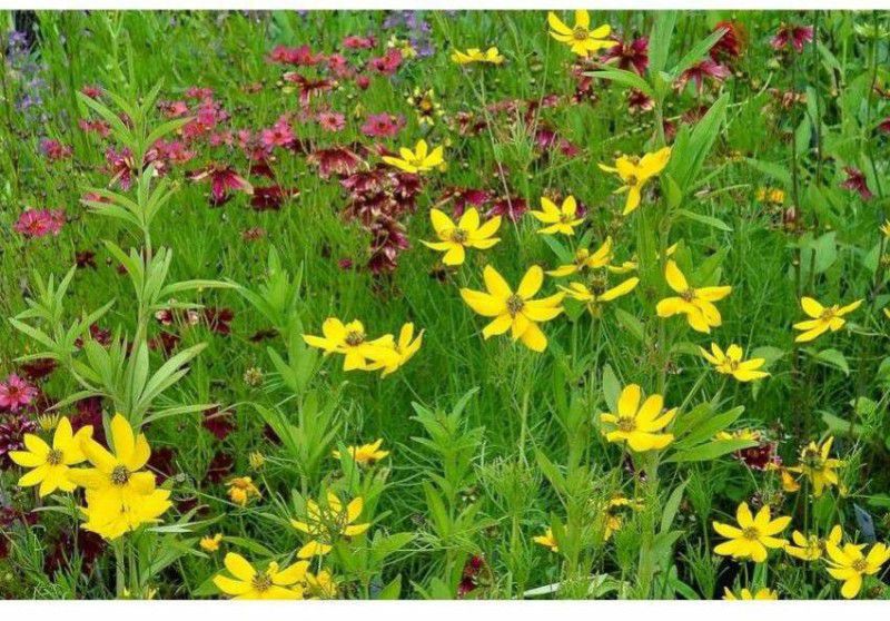 PMB Exotic coreopsis Seed  (32 per packet)