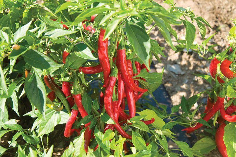 KANAYA Pepper Chilli Hybrid Seed  (600 per packet)