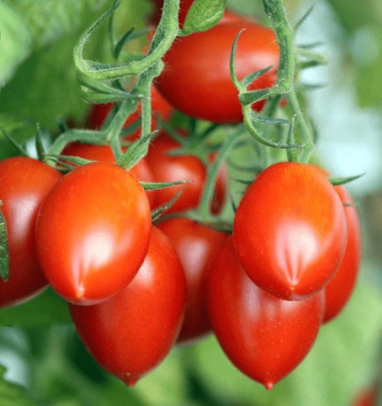 PMB Organic Roma tomato Seed  (32 per packet)