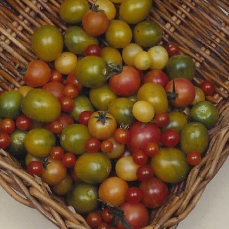 WILLVINE VXI-852 Tomato Seeds - Rainbow Cherry Seed  (200 per packet)
