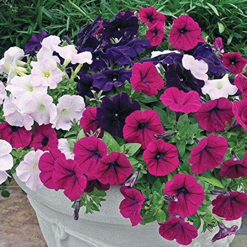 ario Petunia Star Pro Flower Mix Seed  (24 per packet)