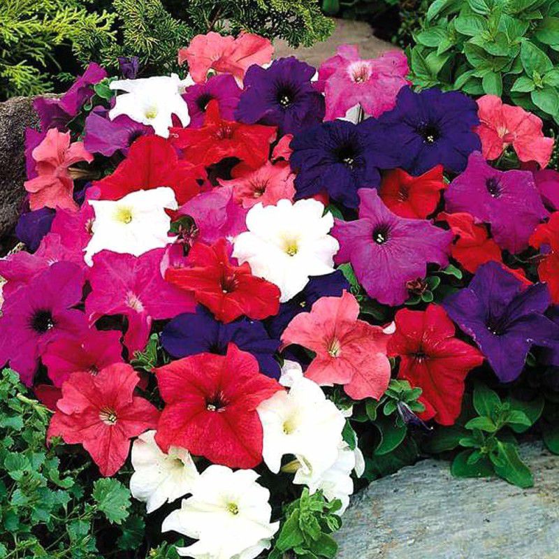 ario Petunia Mixed Colour Flower F1 Hybrid Seed  (16 per packet)